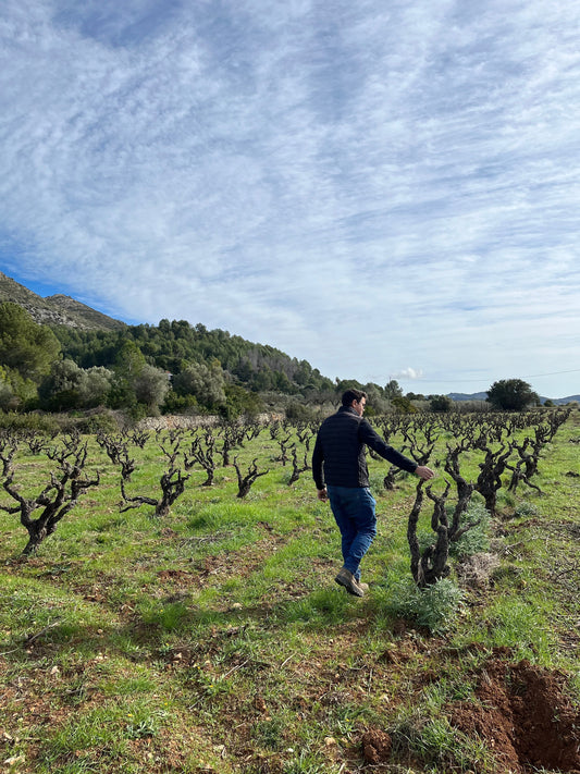 Oscar Mestre(オスカル・メストレ)訪問記【前編】｜アリカンテ北部シャロ村で土壌に向き合う若き生産者